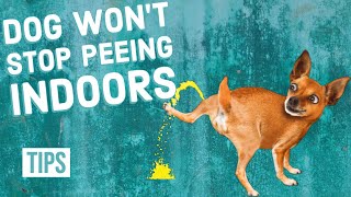 Potty Training Your Dog 101  Indoor Potty Training  Part Two [upl. by Anelem467]