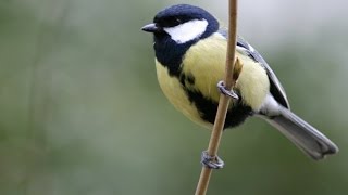 CHANT DE LA MÉSANGE CHARBONNIÈRE AU PRINTEMPS [upl. by Rollo]