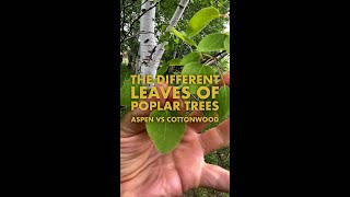 Different Leaves of Poplar Trees  Aspen vs Cottonwood [upl. by Ecnirp150]