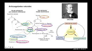 Anticoagulación  Dra Sofía Lavado [upl. by Aun]