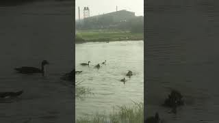 Muscovy duck farming [upl. by Allemat]