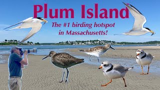 Birding Plum Island in Massachusetts  shorebirds terns and much more [upl. by Umeh887]