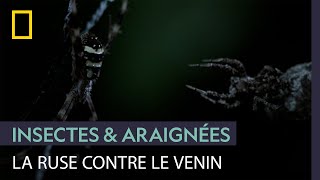 Une araignée portia dévore les petits dune veuve noire [upl. by Stock]