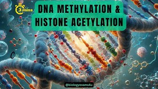 Epigenetic Regulation of Gene Expression Difference between Methylation and Acetylation of DNA [upl. by Nerrot]