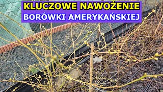 Kluczowe Nawożenie Borówki amerykańskiej Wiosną  Jak i kiedy nawozić Borówkę aby obficie owocowała [upl. by Delainey]