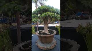 vitex parviflora sagat molave shorts video foryou dipalotv5110 [upl. by Aicemak88]