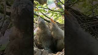 Feathered Beginnings The Journey of Wild Babbler Bird Babies shortsvideo ytshorts [upl. by Abbotsun469]