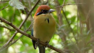 Russetcrowned Motmot in Guatemala [upl. by Tnomed]