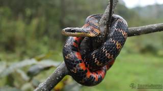 Herping Tours  Colombia  EN FireBellied Snake Erythrolamprus epinephelus  ES Falsa Coral [upl. by Mohl]