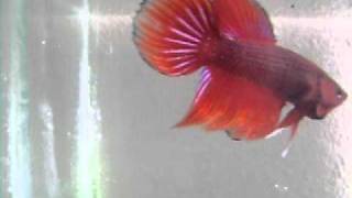 bettas pura sangreAVI [upl. by Ramel]