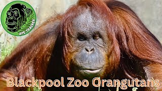 Orangutans At Blackpool Zoo Enjoying The Great Outdoors [upl. by Lala445]