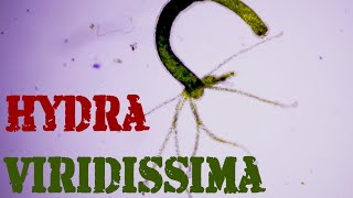 La microbiología del acuario Ep 2 Hydra [upl. by Garth385]