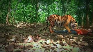 AKI Tiger Attack Man in Forest  Royel Bengal Tiger Attack Fun Made Movie part 13 [upl. by Leahcimsemaj]