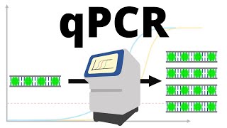 qPCR realtime PCR protocol explained [upl. by Market]