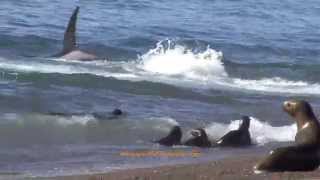 Killer whales attacks Attaques par des orques [upl. by Animehliw519]