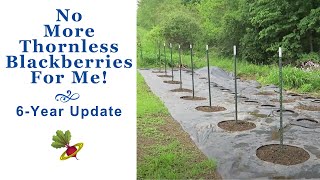 Thornless Blackberries No Thanks  A 6 Year Update [upl. by Blaseio238]