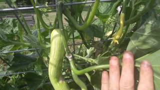 Zucchino Rampicante summer squash [upl. by Tiffany]