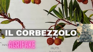 IL CORBEZZOLO Arbutus unedo [upl. by Enitsed888]