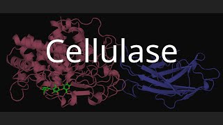 Cellulase [upl. by Marleen]