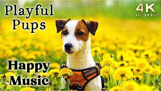 Cute 4K Dogs and Puppy Mood Booster TV Background Happy Ambient Music Ambience  Upbeat [upl. by Epilif]