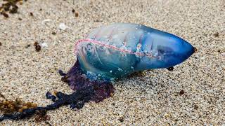 Portuguese Man O Wars on a Florida Beach  4k 3 minutes [upl. by Hsekar]