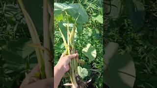 Colocasia  organice taro plucking at home gardenvillagelife [upl. by Brittani412]