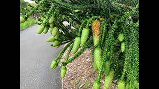 Cook Pine  Araucaria columnaris [upl. by Merl916]