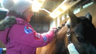 How to apply Crystal Plaiting Bands Equidivine Horse Pony [upl. by Bello]