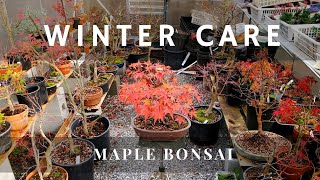 Winter Preparation and Winter Care for Japanese maple Bonsai [upl. by Tower]