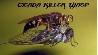 Cicada Killer Wasp [upl. by Emilee]