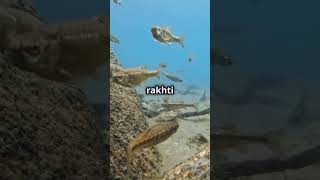 Facts about electric fish 😧shorts facts top10factsthatblowyourmind [upl. by Thedrick]