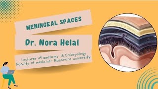 Meningeal spaces Manchester Dental Program [upl. by Korb]