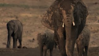 Baby Elephant Struggles to Survive  The Long Walk Home  BBC Earth [upl. by Nevlin]