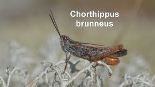 Chorthippus brunneus  Brauner Grashüpfer  Field Grasshopper [upl. by Enileuqkcaj]