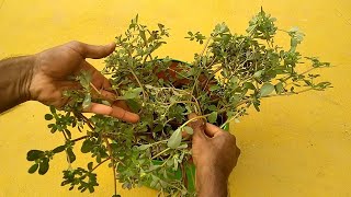 How to Grow Big Purslane Plant using Small Purslane weed  how to propagate Purslane Plant easy12 [upl. by Nahk]