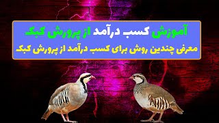 چگونه از پرورش کبک کسب درآمد کنیم؟  کسب درآمد از پرورش کبک [upl. by Odnomor]