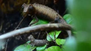 Brookesia stumpffi male and hatchling [upl. by Martres]