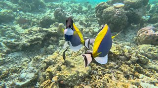 Dory fish in Love Compilation  Vilamendhoo Island Resort amp Spa [upl. by Nneb31]