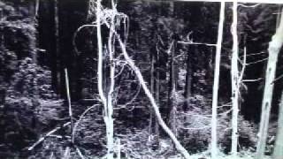 Bluff Creek Film Site Project Introduction Part 2 9152010 PGF PATTERSONGIMLIN BIGFOOT [upl. by Crespo]