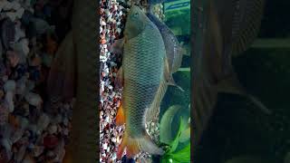 🐟☆¹⁴  Carp  Wild Common Carp Cyprinus carpio  Cypriniformes [upl. by Mor]