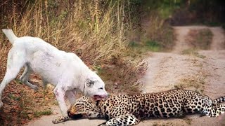 Kangal defeat the Leopard [upl. by Cheslie809]