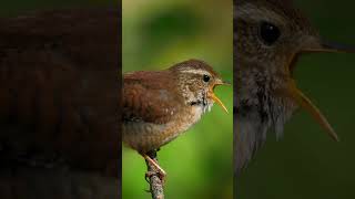 Carolina Wren 🎵 The Melodious Maestro birds bird carolinawren smallbirds birdslover [upl. by Ahse]