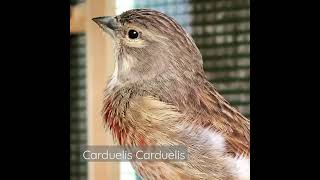 Linnet singing birds live carduelis canabina carduelis juriš konopljarka [upl. by Bearnard]