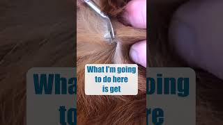 How To Remove A Dog Tick 🤢 [upl. by Colwen]