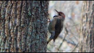 Woodpeckers Sound [upl. by Eustazio]