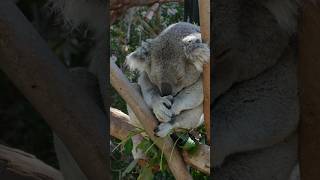 Koala Sounds 🐨 3 [upl. by Belita137]