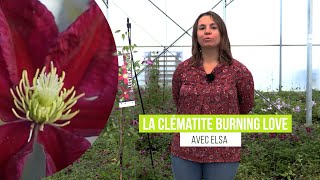 La CLÉMATITE BURNING LOVE des FLEURS ROUGES ÉCLATANTES tout lÉTÉ  Balcon et Jardin [upl. by Ainak410]