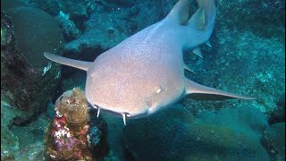 Facts The Nurse Shark [upl. by Ainot487]