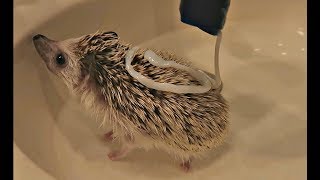 Hedgehog Eating a Superworm Exotic Pet Vet Unedited and Uncut Video [upl. by Lyontine]