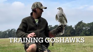 White goshawk creance training a snippet from the full movie … [upl. by Llemej153]